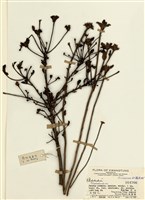 藏品(杜鵑花屬)的圖片